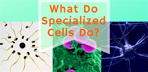 Specialised Cells: Their Function - Science Trends