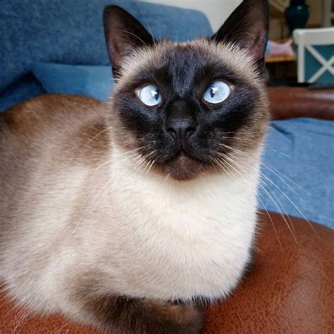 Siamese Cats For Sale Ireland