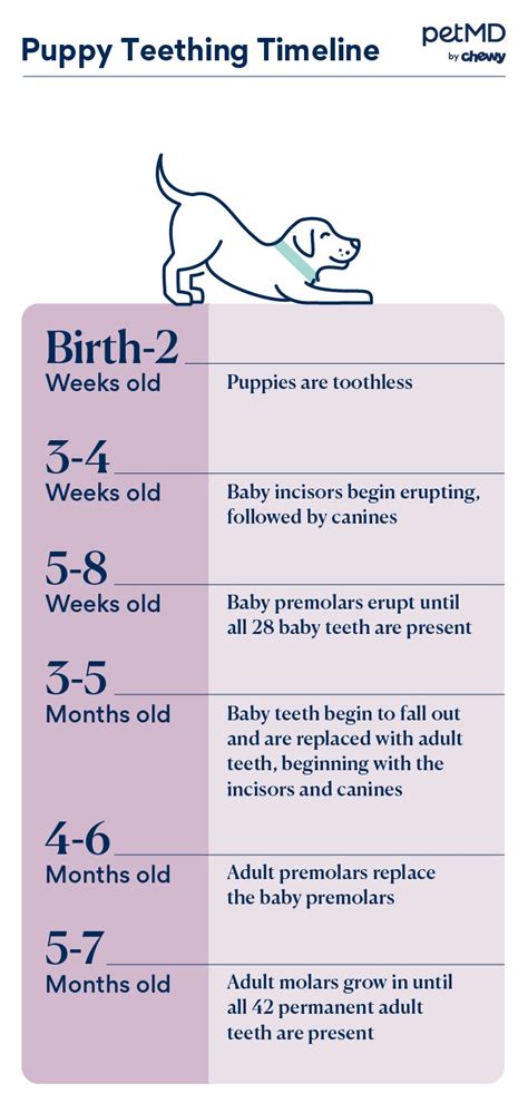 When Do Puppies Stop Teething? Everything to Know About Puppy Teething | PetMD