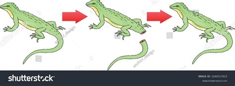 Regeneration Severed Tail Lizard Regeneration Stock Vector (Royalty Free) 2260517623 | Shutterstock