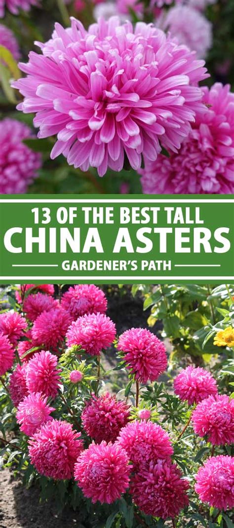 13 of the Best China Aster Varieties | Gardener’s Path