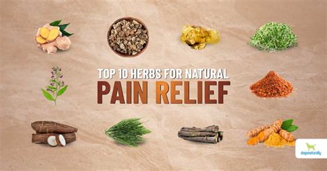 Natural Pain Relief For Dogs - Dogs Naturally