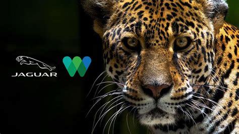 Happy International Jaguar Day—Help Save the Big Cats | auto connected ...