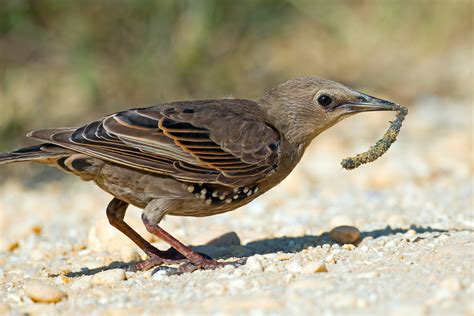 Male Female Juvenile European Starling / European Starling Juvenile --(Sturnus vulgaris ...