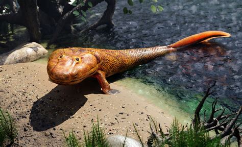 Fossil Fish From Tiktaalik’s Time Chose Life In The Water - TrendRadars