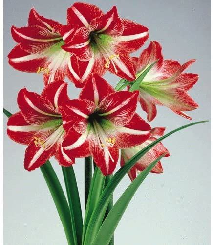 Christmas Blooming Amaryllis Candy Cane Red White Flowers Blooms Species Growing Bonsai Bulbs ...