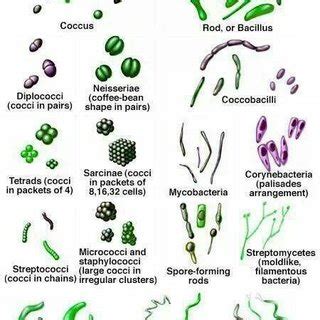 Rhizobium Bacteria Structure