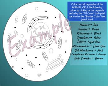 Animal Cell Cytoplasm Color