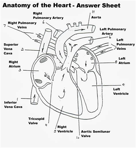 Heart Diagram With Parts