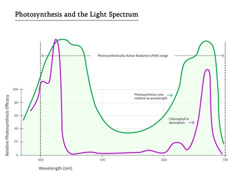 Grow Light Spectrum and Photosynthesis - BoulderLamp, Inc.