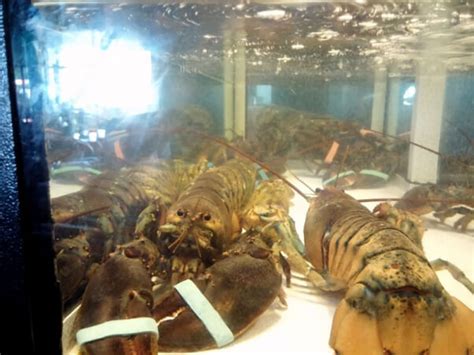 Help Lobsters in Lobster Zone Machines | Action | PETA.org