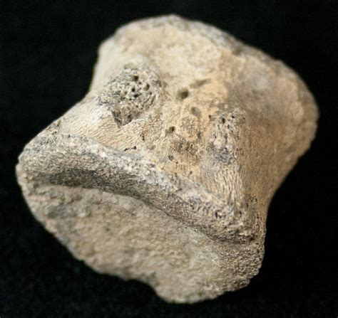 .83" Hadrosaur Caudal Vertebrae (Tail Bone) (#14814) For Sale ...