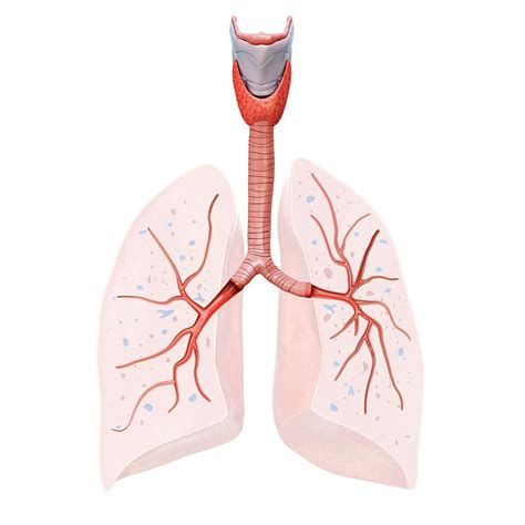 Lung Anatomy