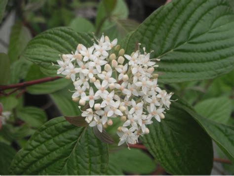 Cornus Sericea- Red Twig Dogwood | lupon.gov.ph