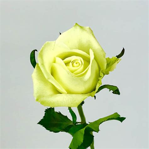 GREEN TEA ROSE - 50CM - Wholesale Bulk Flowers - Cascade Floral