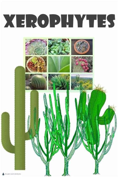 Xerophytes - plants with extremely low water requirements | Plants, Low water plants, Desert plants