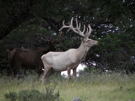 Pin by Alora Carroll on Antlers | Albino animals, Elk, Melanistic animals