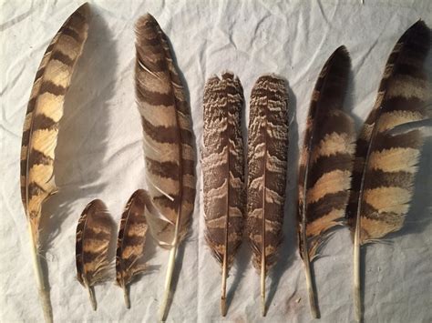 Great Horned Owl Feathers - Updated by AdvidFeathers on DeviantArt