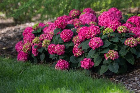 Hydrangea, Endless Summer® Summer Crush® – A+ Garden Center | Duluth, Minnesota | Plants, Trees ...