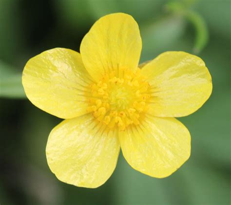 Swamp Buttercup | Indoor Flowering Plants