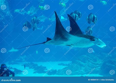 Manta Ray Floating Underwater Stock Image - Image of life, ocean: 40084141