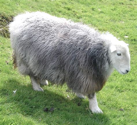 Herdwick Sheep: Characteristics, Uses, Photo