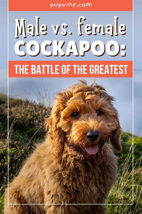 Male Vs Female Cockapoo: The Battle Of The Greatest in 2021 | Male vs ...