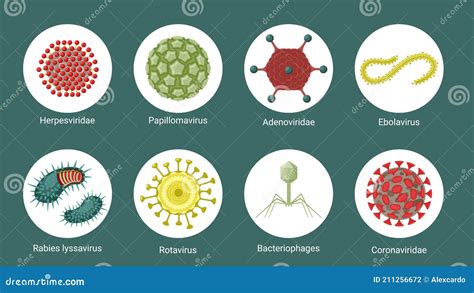 Herpes Virus Structure