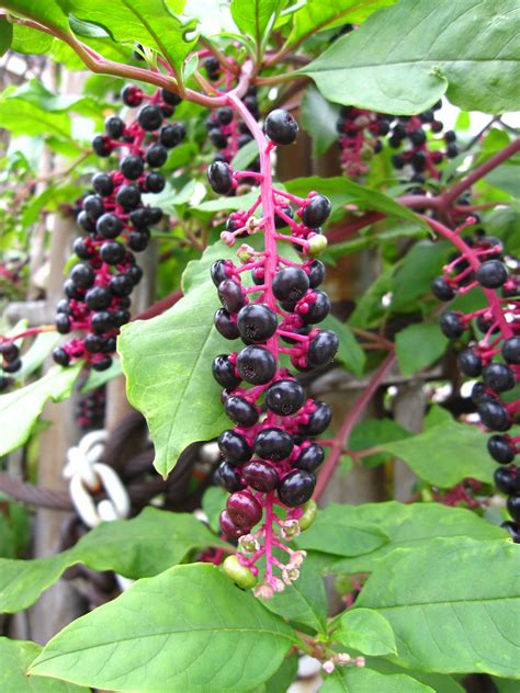 66 Square Feet (Plus): Pokeweed behind bars