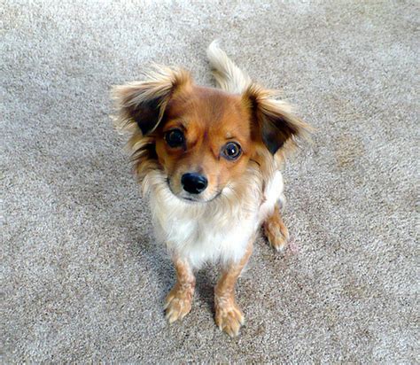 Chion (Papillon Chihuahua Mix) Info, Temperament, Puppies, Pictures