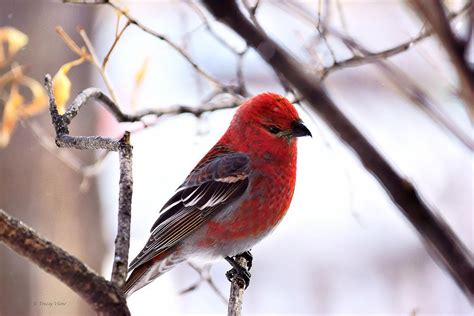 Male Pine Grosbeak Between Branches Photograph by Tracey Vivar - Pixels