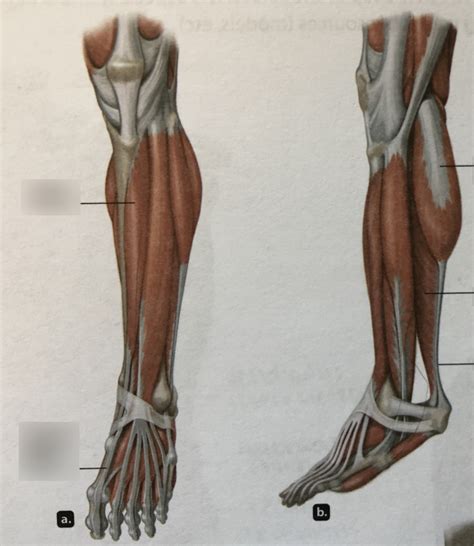 anterior and posterior views of muscles of the leg proper (crural region). a) anterior view ; b ...