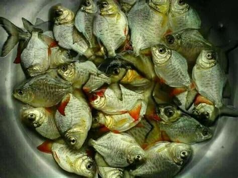 Mangur fish farming information at Rs 1000/kg in Umargam | ID ...