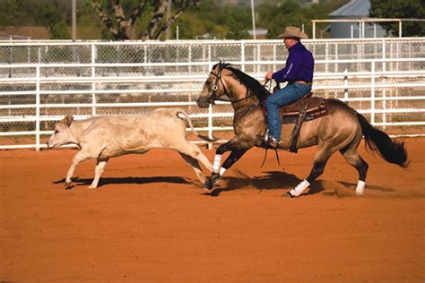 How To Make A Cow Horse - All About Cow Photos