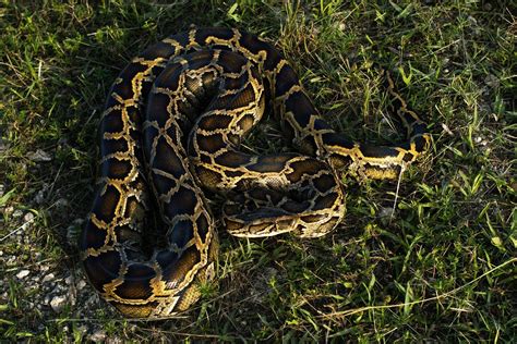 Florida’s War With Invasive Pythons Has a New Twist | WIRED