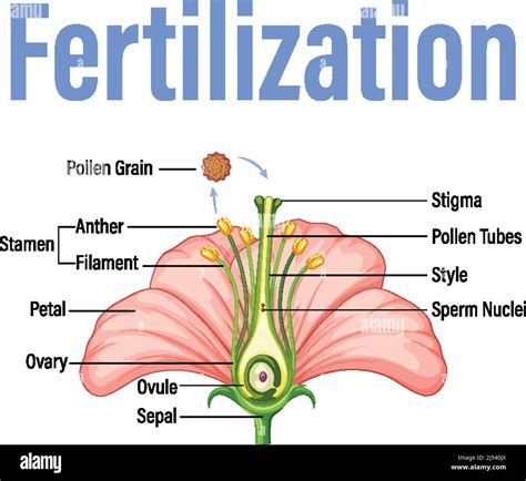 Plant Fertilization Diagram Flower Overy Drawing Science Diagram | Porn ...