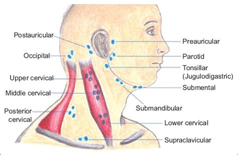 Cervical lymph nodes - hetyblogger