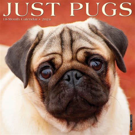 Doug The Pug 2024 Box Calendar - Alanah Coralyn