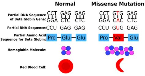 Missense Mutation: Definition, Example & Quiz | Study.com