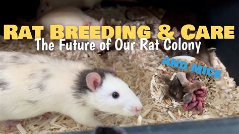 Rat Breeding & Care | Moving and the Future of Our Colony | PLUS New Project! - YouTube