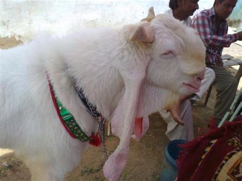 Masha Allah! Gulabi Bakra In Sohrab Goth Mandi 2016 - Bakra Eid Images ...