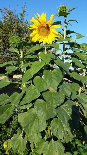 Growing Sunflowers: The Complete Guide to Sunflower Care | Garden Design