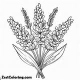 Harvest Lavender Flower Coloring Pages  For Kids – Smart sketch template