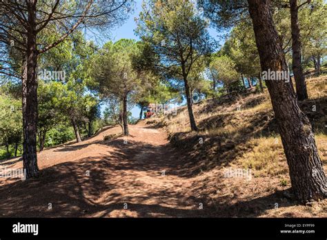 Mediterranean forest hi-res stock photography and images - Alamy