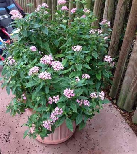 Pentas Plant: How To Care For Pentas Flower