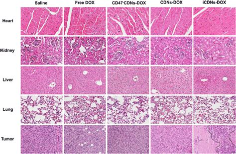 Histopathology of the major organs of mice treated with a series of ...