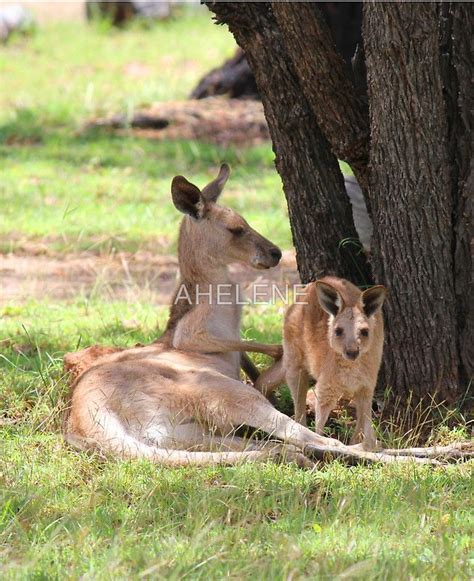 Maman kangourou et son petit by AHELENE | Wallet phone case, Kangaroo ...