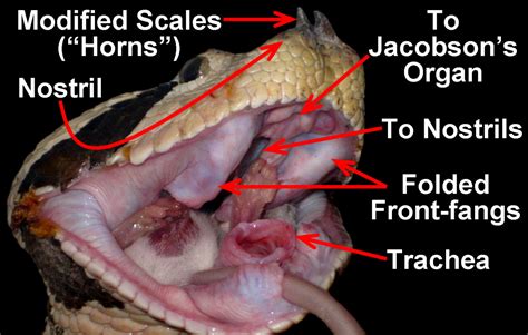 Snake Mouth Anatomy