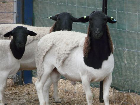 Australian Dorper & Australian White Sheep – Cluny Livestock Exports Pty Ltd