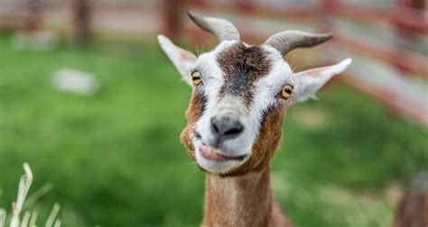 Raising Goats In Your Backyard: Is It For You? - Farmers' Almanac - Plan Your Day. Grow Your Life.